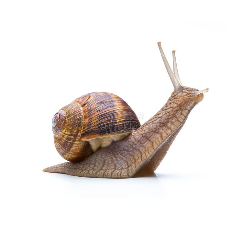 A big garden snail isolated on white background.Taken in Studio with a 5D mark III. A big garden snail isolated on white background.Taken in Studio with a 5D mark III