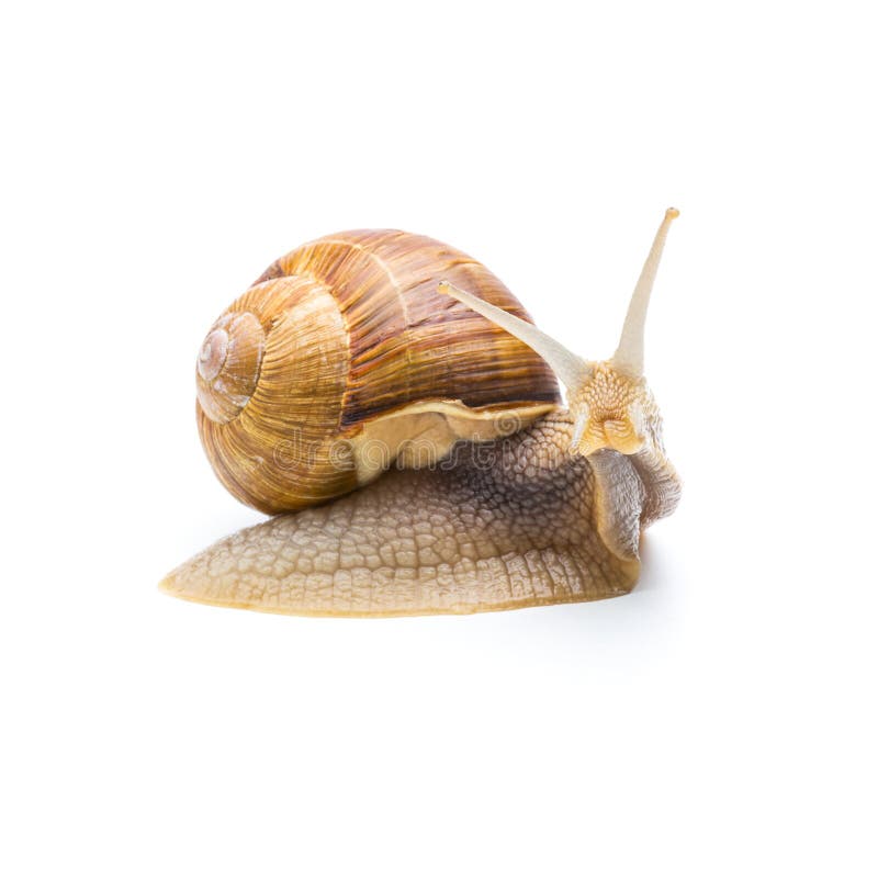 A big garden snail looks away isolated on white background.Taken in Studio with a 5D mark III. A big garden snail looks away isolated on white background.Taken in Studio with a 5D mark III