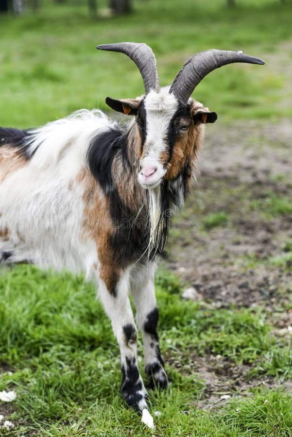 7,336 Big Goat Photos Free & RoyaltyFree Stock Photos from Dreamstime