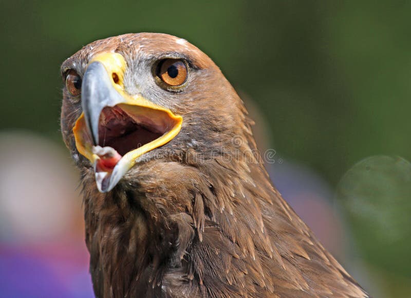 Big Golden Eagle with a Yellow Beak and Bright Eyes Stock Photo Image