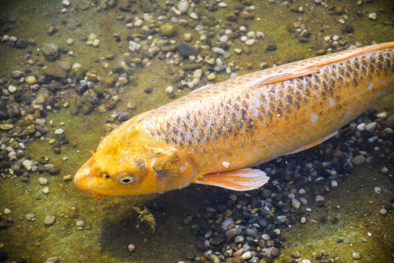 Koi Fish Eggs Stock Photos - Free & Royalty-Free Stock Photos from