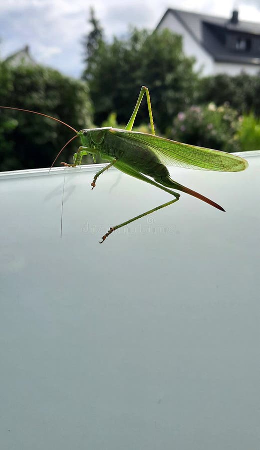 A big grasshopper on glass at balcony in a garden stock photos