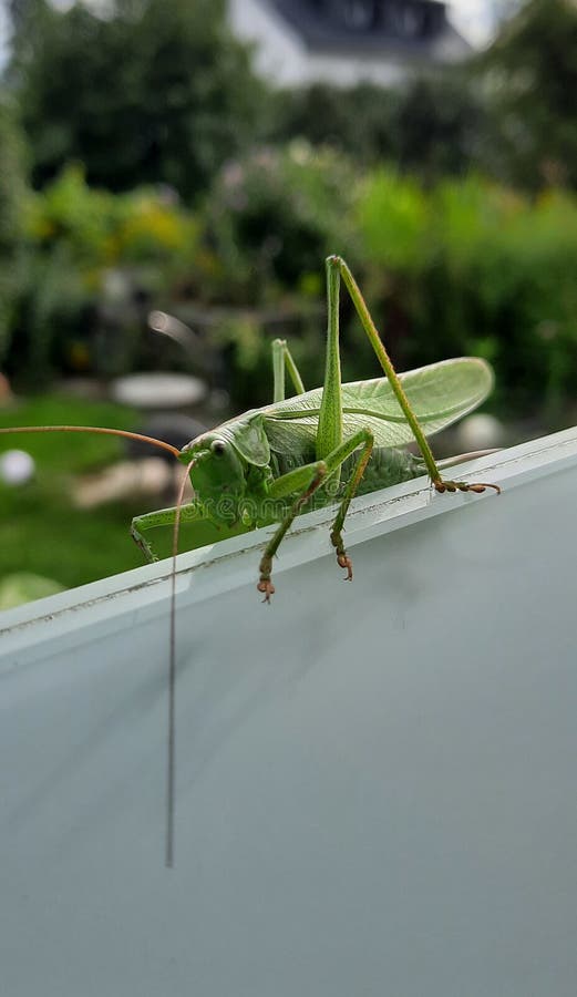 A big grasshopper on glass at balcony in a garden stock image
