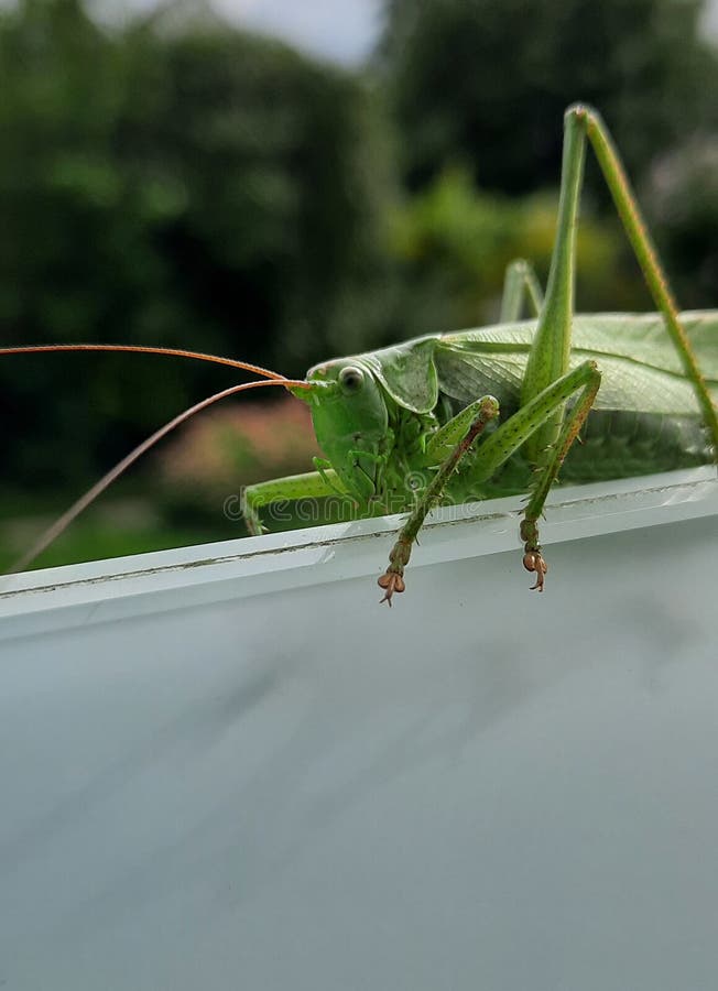 A big grasshopper on glass at balcony in a garden royalty free stock images