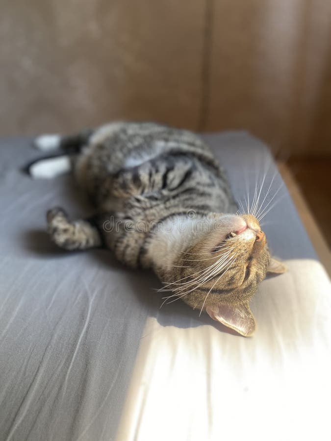 1,615 Cat Under Bed Stock Photos Free & RoyaltyFree Stock Photos