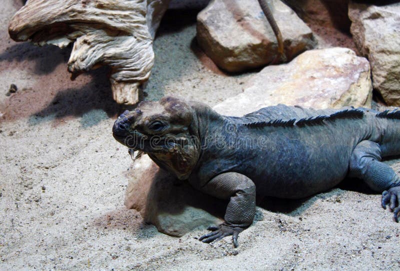 Big gray lizard royalty free stock photos