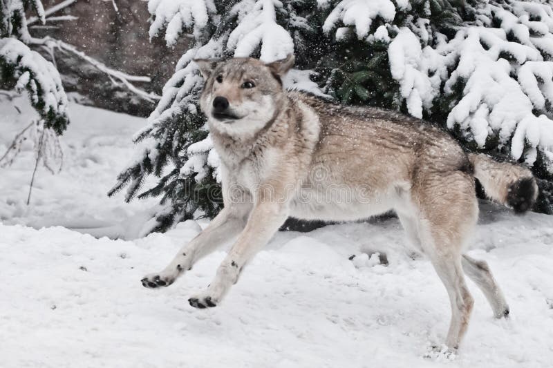 A Big Gray Wolf Fools Around during Mating Games and Jumps Up and Down with a Silly and Funny Face a Snowy Forest Stock Image - Image of mammal, animal: 139371785 A Big Gray Wolf Fools Around during Mating Games and Jumps Up and Down with a Silly and Funny Face a Snowy Forest Stock Image - Image of mammal, animal: 139371785