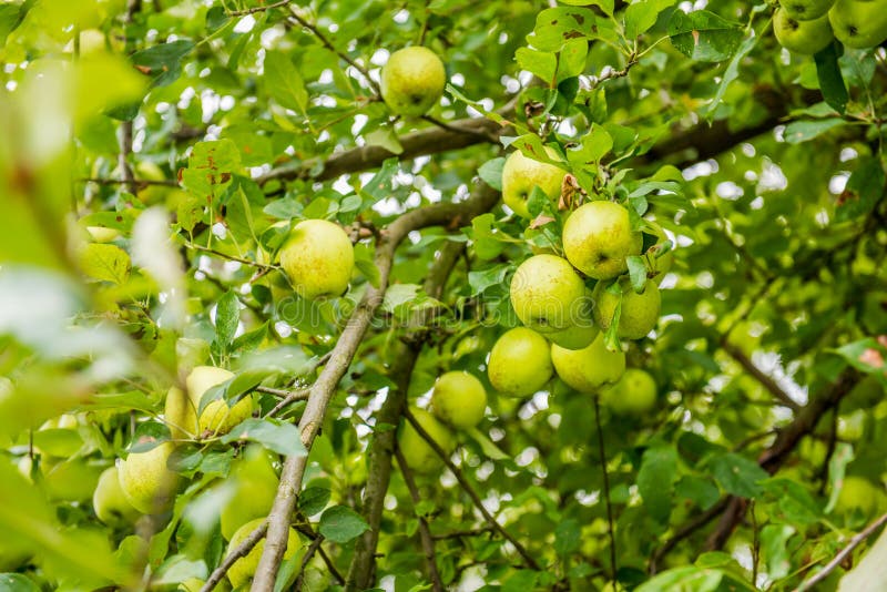 green apple tree photo