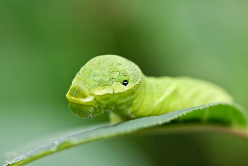 Big Green Caterpillar (Papilio Dehaanii) Stock Photo Image of korea