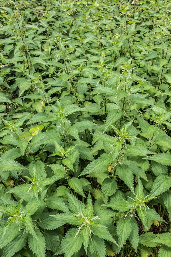 Big green field of nettles stock image. Image of plants 123456901