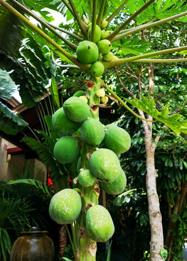 Big green fruits on a tropical tree royalty free stock photos