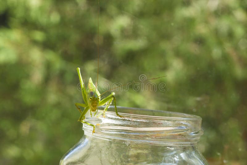 Big green grasshopper sitting on glass jar royalty free stock images