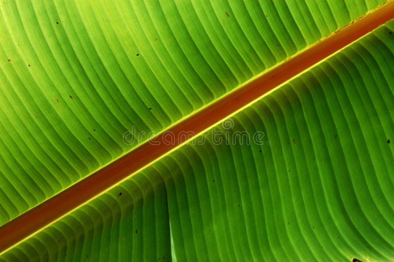 Big green leaf