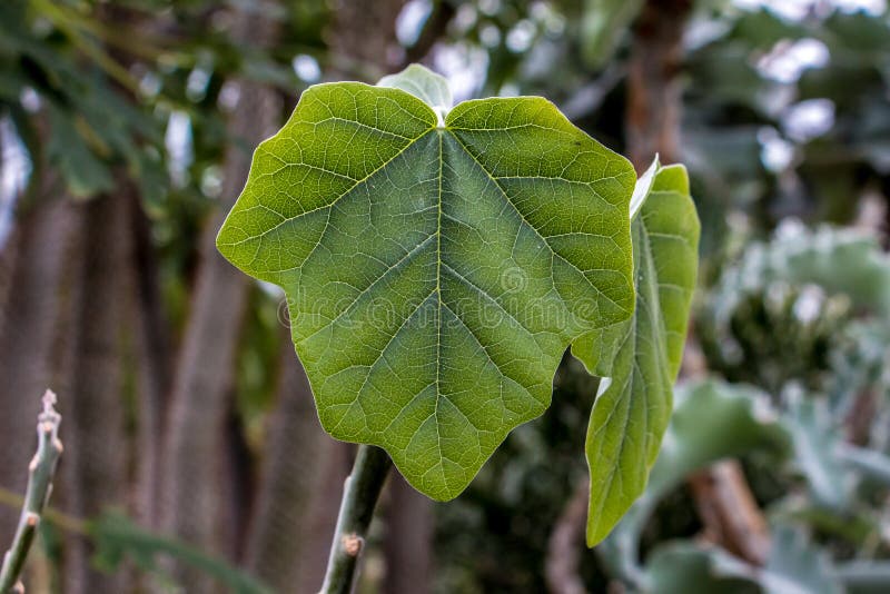 Green leaf and trees stock photo