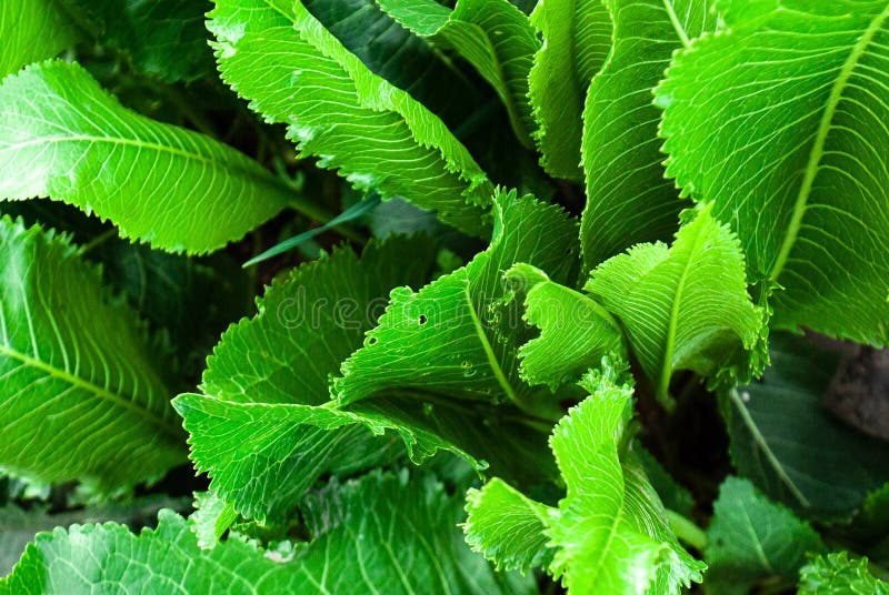 Leaves of Horseradish Closeup Flatly Stock Image Image of garden, plant 190508803