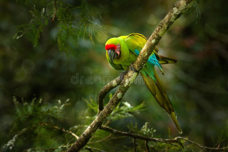 60,711 Green Parrot Stock Photos - Free & Royalty-Free Stock Photos from  Dreamstime