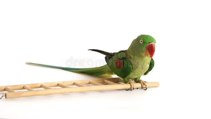 Big green ringed or Alexandrine parrot