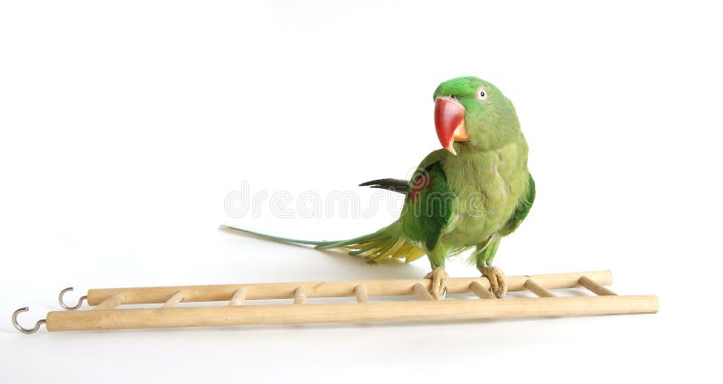 Big green ringed or Alexandrine parrot