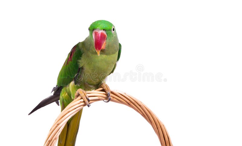 Big green ringed or Alexandrine parrot