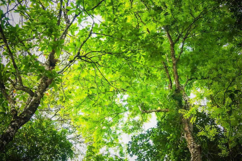 Big Green Tree and Branches of Tree Over Head Stock Photo Image of