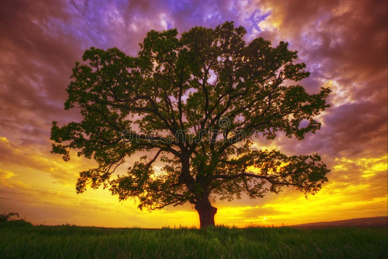 Big Green Tree Green Field Dramatic Clouds Sunset Shot Stock Photos