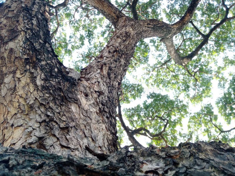 A Big Green Tree on the Roadside Stock Photo Image of deciduous, wood