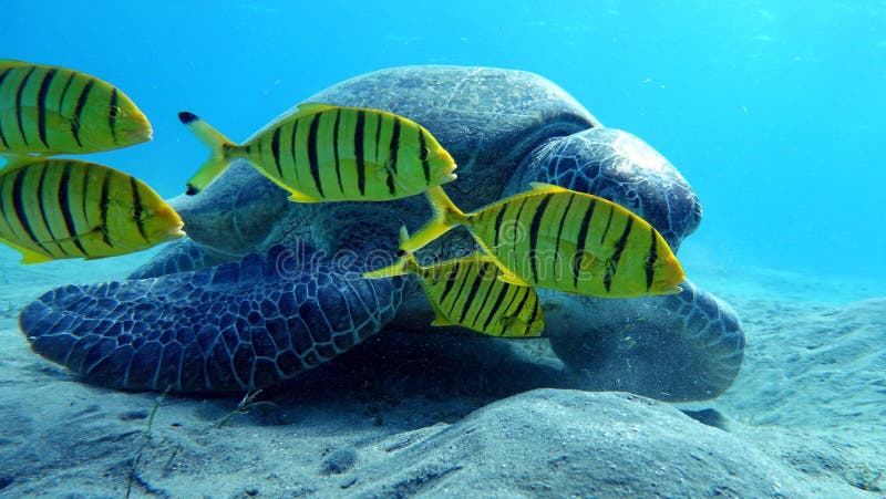 Big Green turtle. stock images