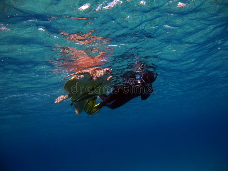 Big Green turtle. stock image