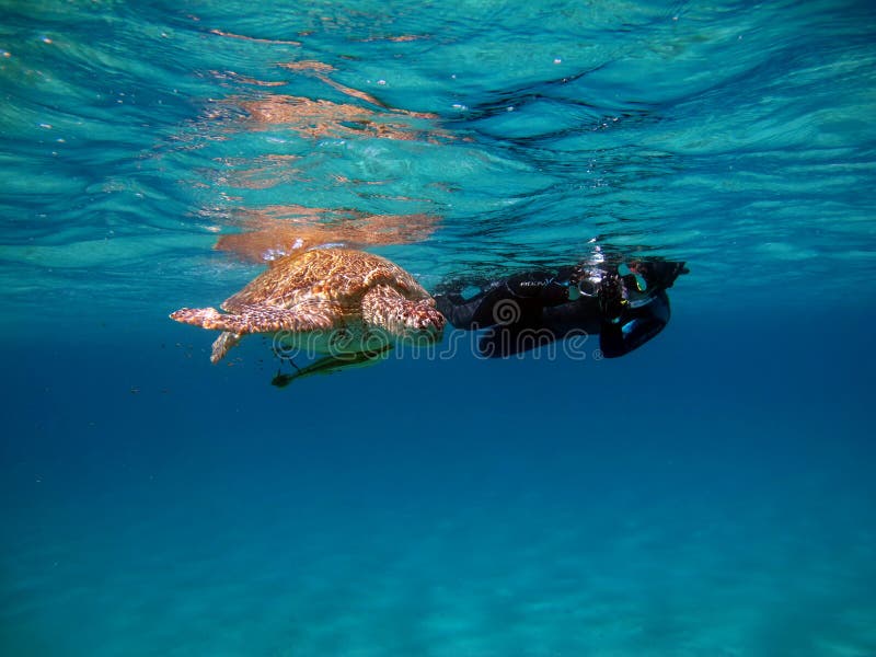 Big Green turtle. stock images