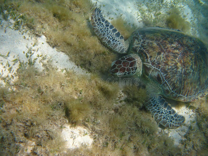 Big Green turtle. stock photography