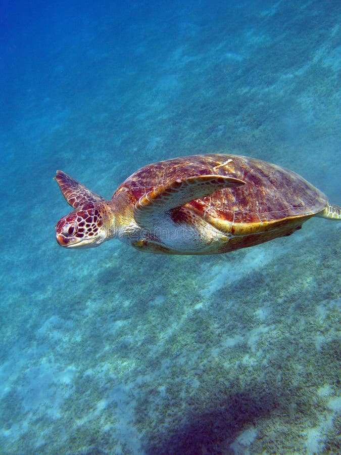 Big Green turtle. royalty free stock images