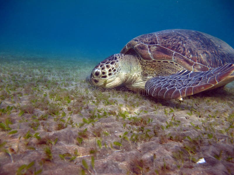 Big Green turtle. royalty free stock images