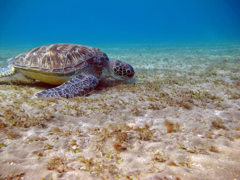 Big Green turtle. stock photos