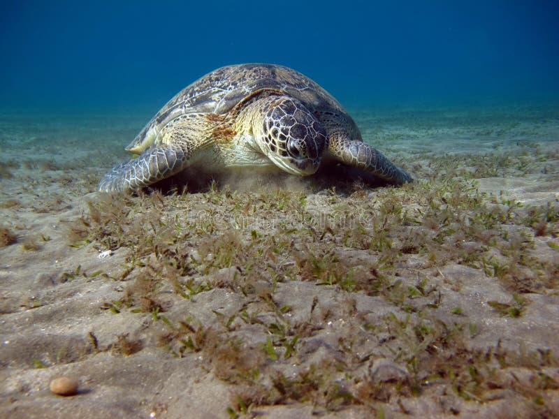 Big Green turtle. royalty free stock image