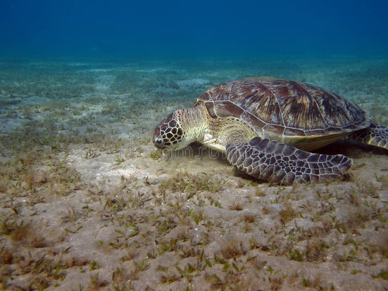 Big Green turtle. royalty free stock images