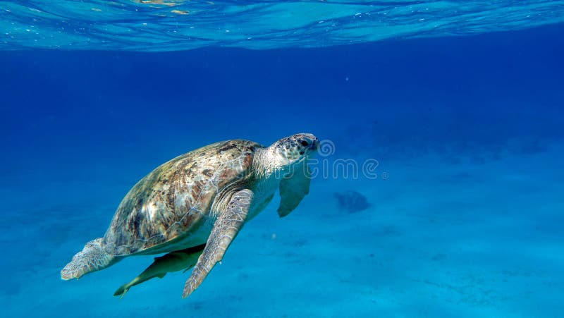 Big Green turtle. stock images
