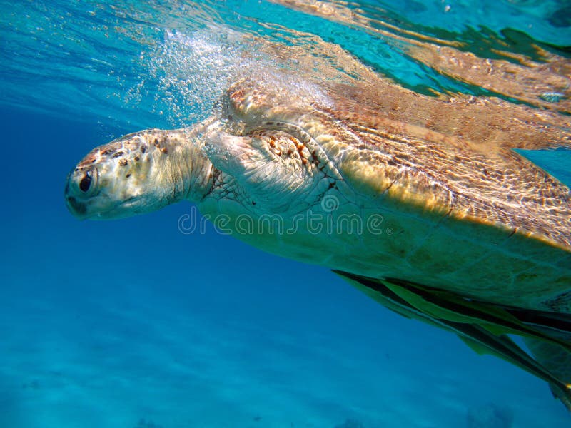 Big Green turtle. royalty free stock photo