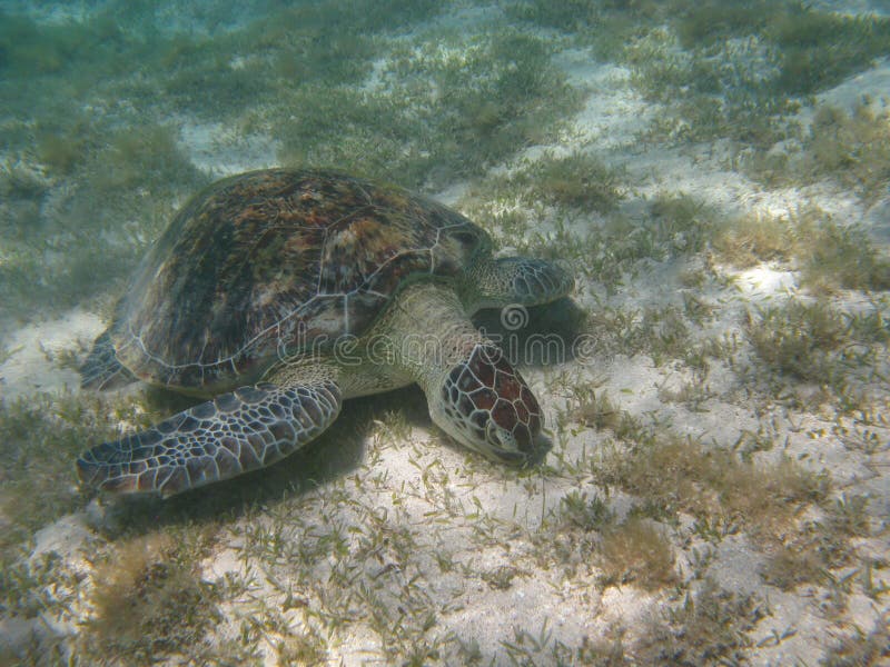 Big Green turtle. royalty free stock photography