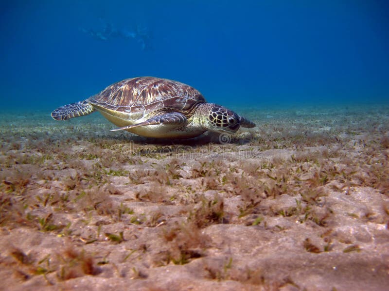 Big Green turtle. stock photography