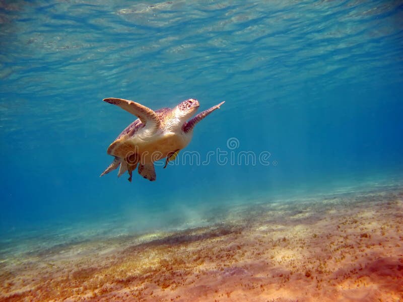 Big Green turtle. stock image