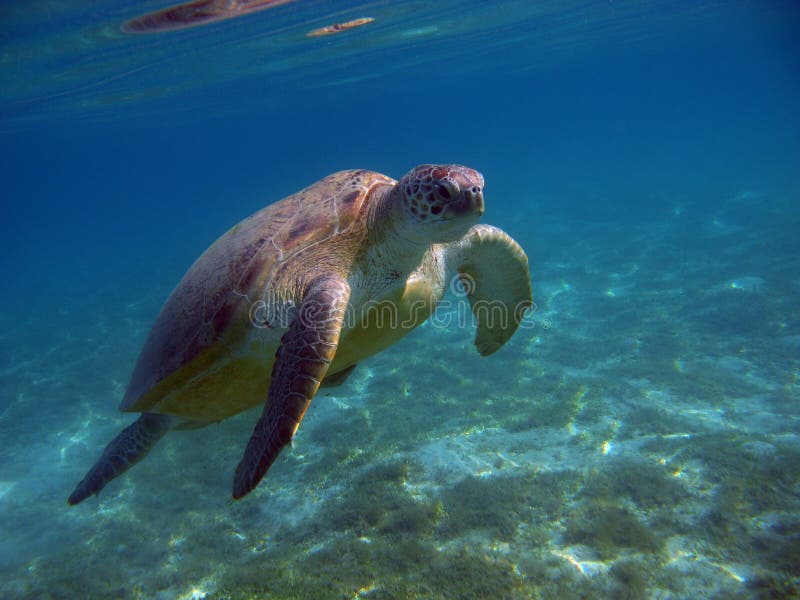 Big Green turtle. royalty free stock photo