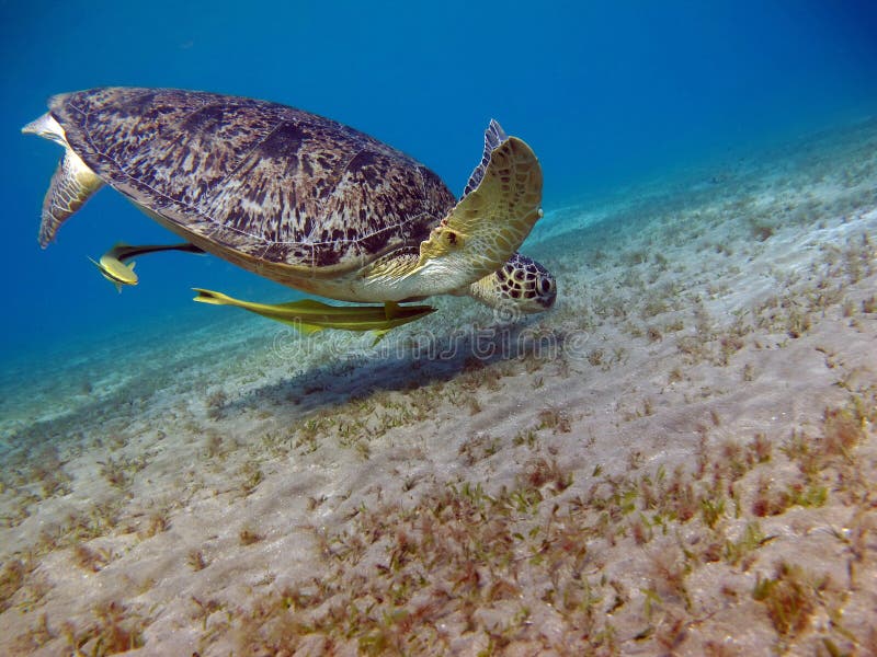 Big Green turtle. royalty free stock images