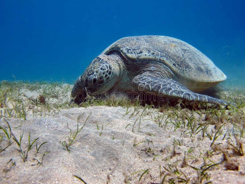 Big Green turtle. stock images