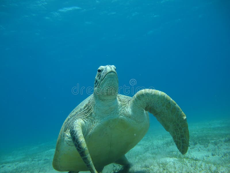 Big Green turtle. royalty free stock photos