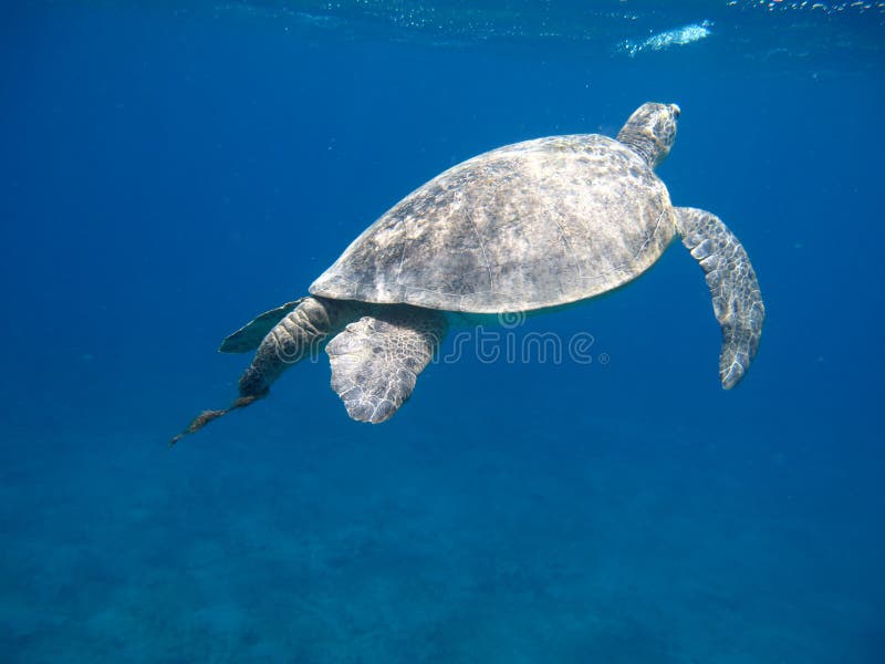 Big Green turtle. royalty free stock images