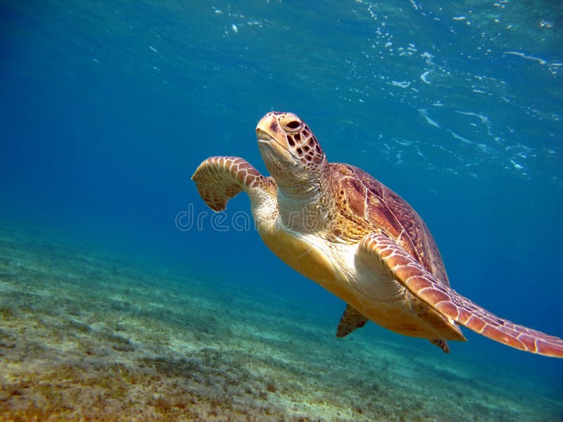 Big Green turtle. stock photography