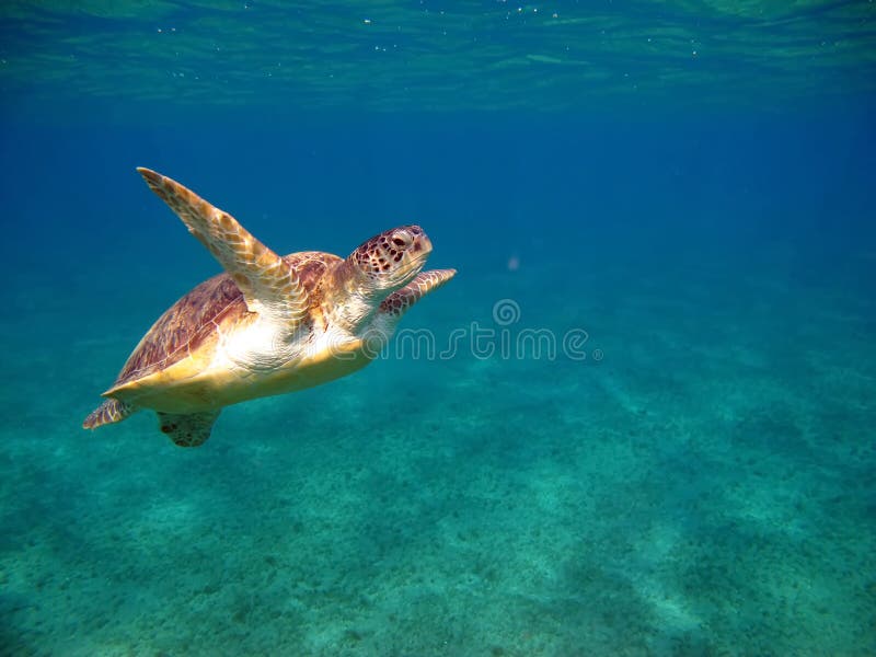 Big Green turtle. royalty free stock photo