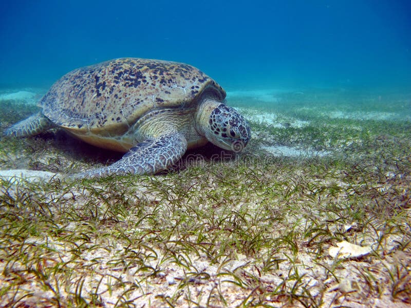 Big Green turtle. stock images