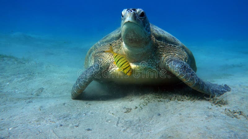 Green turtle. royalty free stock photography