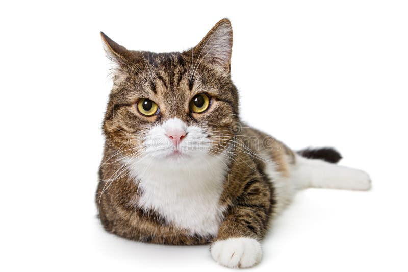  Shaggy Tabby  Cat Portrait On White Background Stock Photo 